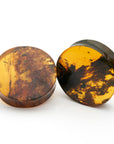 Amber Plugs