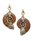 Feral Madagascar Ammonites 22-32mm