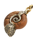 Feral Madagascar Ammonites 22-32mm