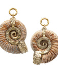 Feral Madagascar Ammonites 34-40mm